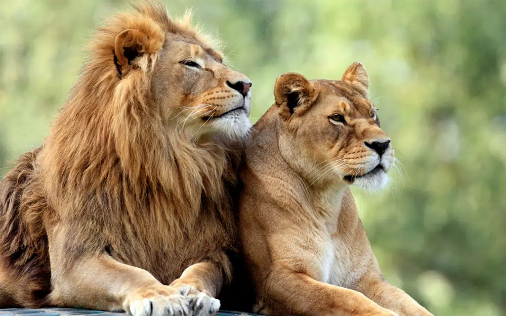 lions