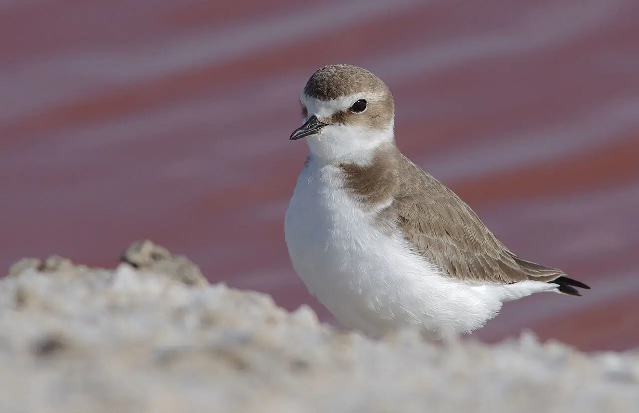 petit oiseau de l'île d'oléron