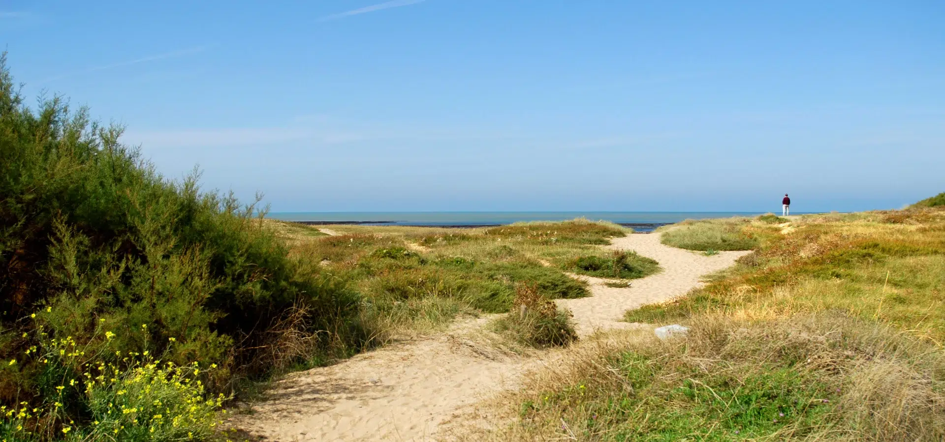 Dune a la Cotiniere