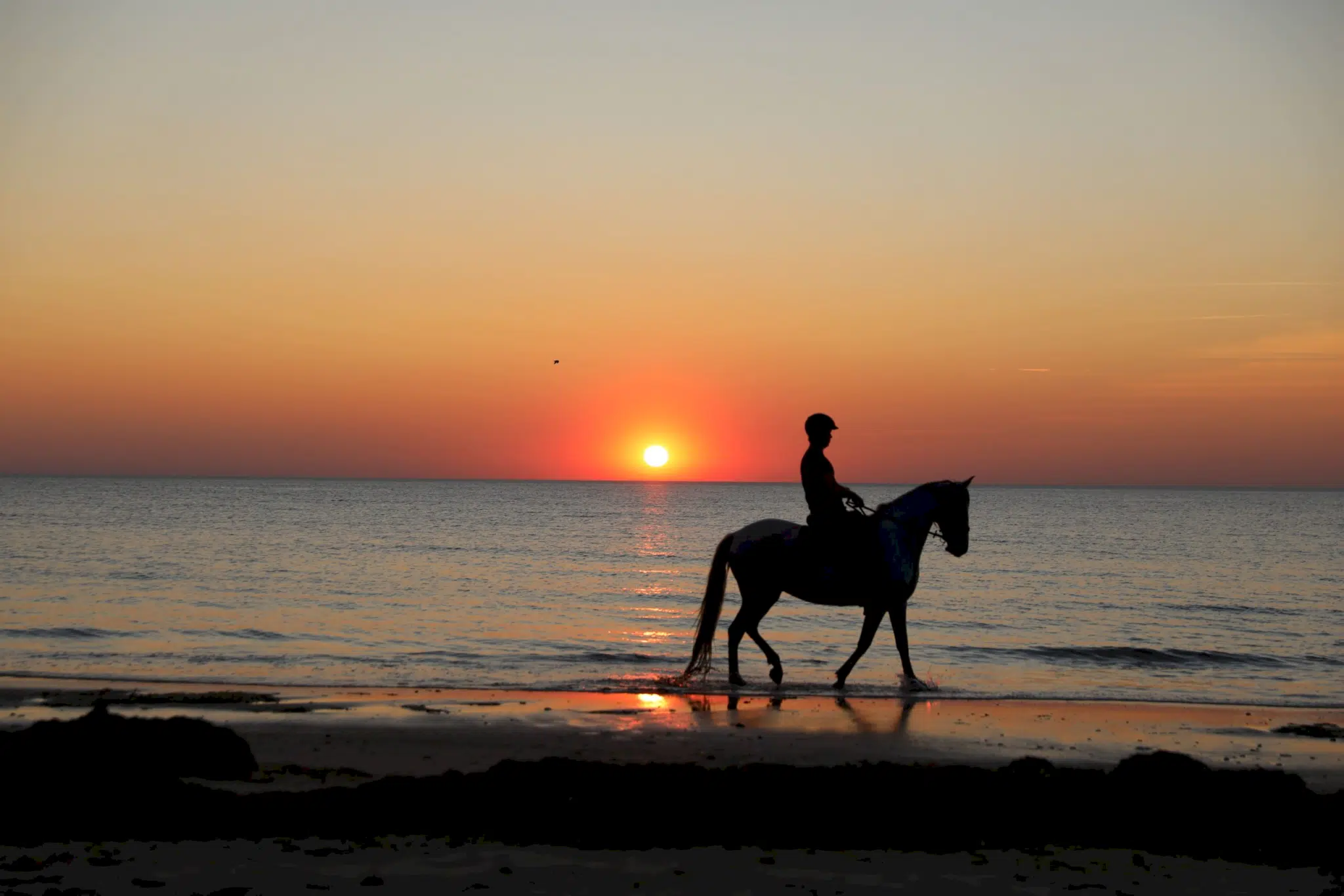 cheval coucher de soleil scaled