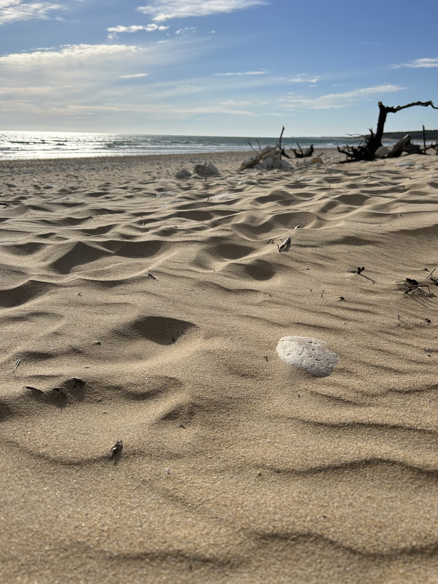 La plage de Vert-Bois avec le sable au premier plan et un arbre mort en arrière plan