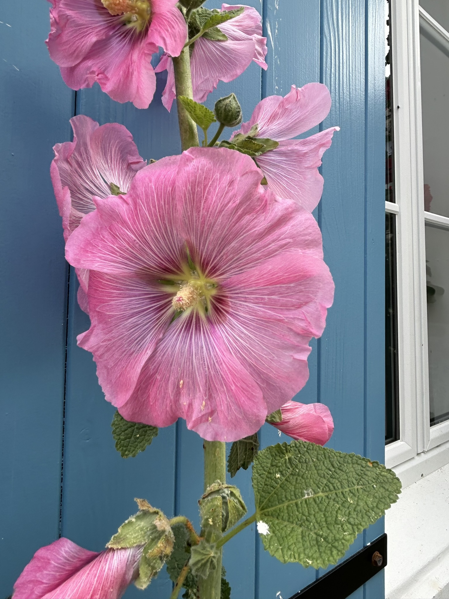 Une belle rose trémière rose avec un volet bleu en arrière plan