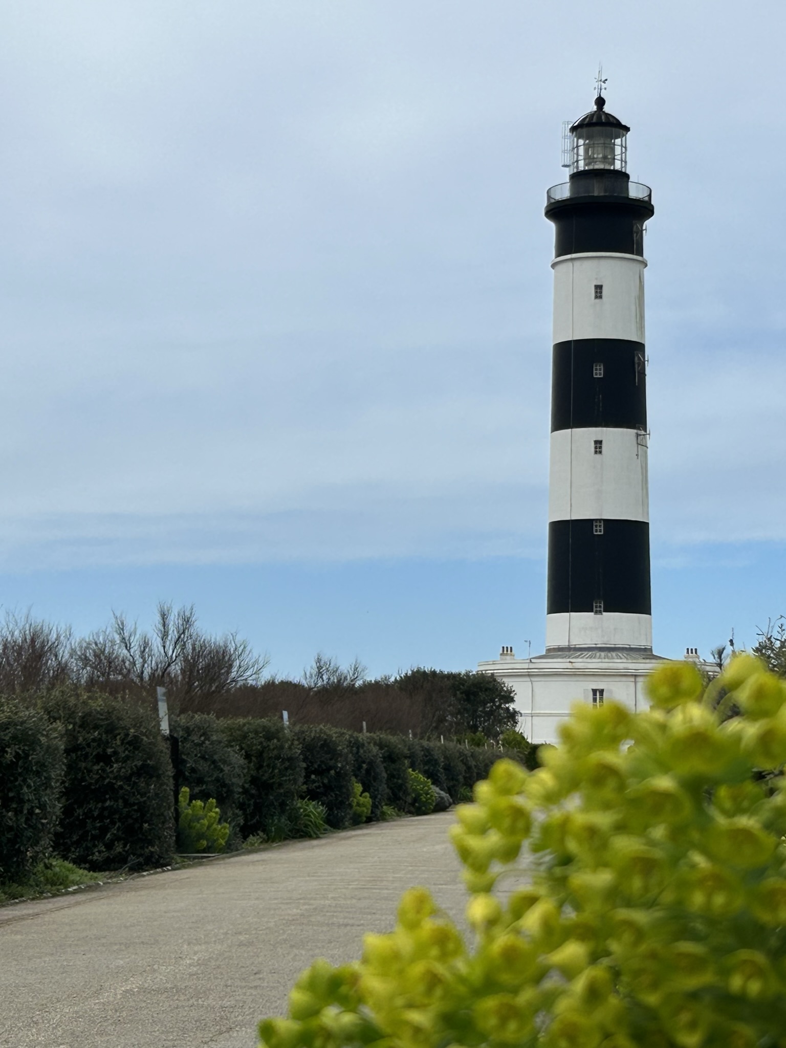 Le phare de Chassiron rayé noir et blanc avec des fleurs jaunes au premier plan