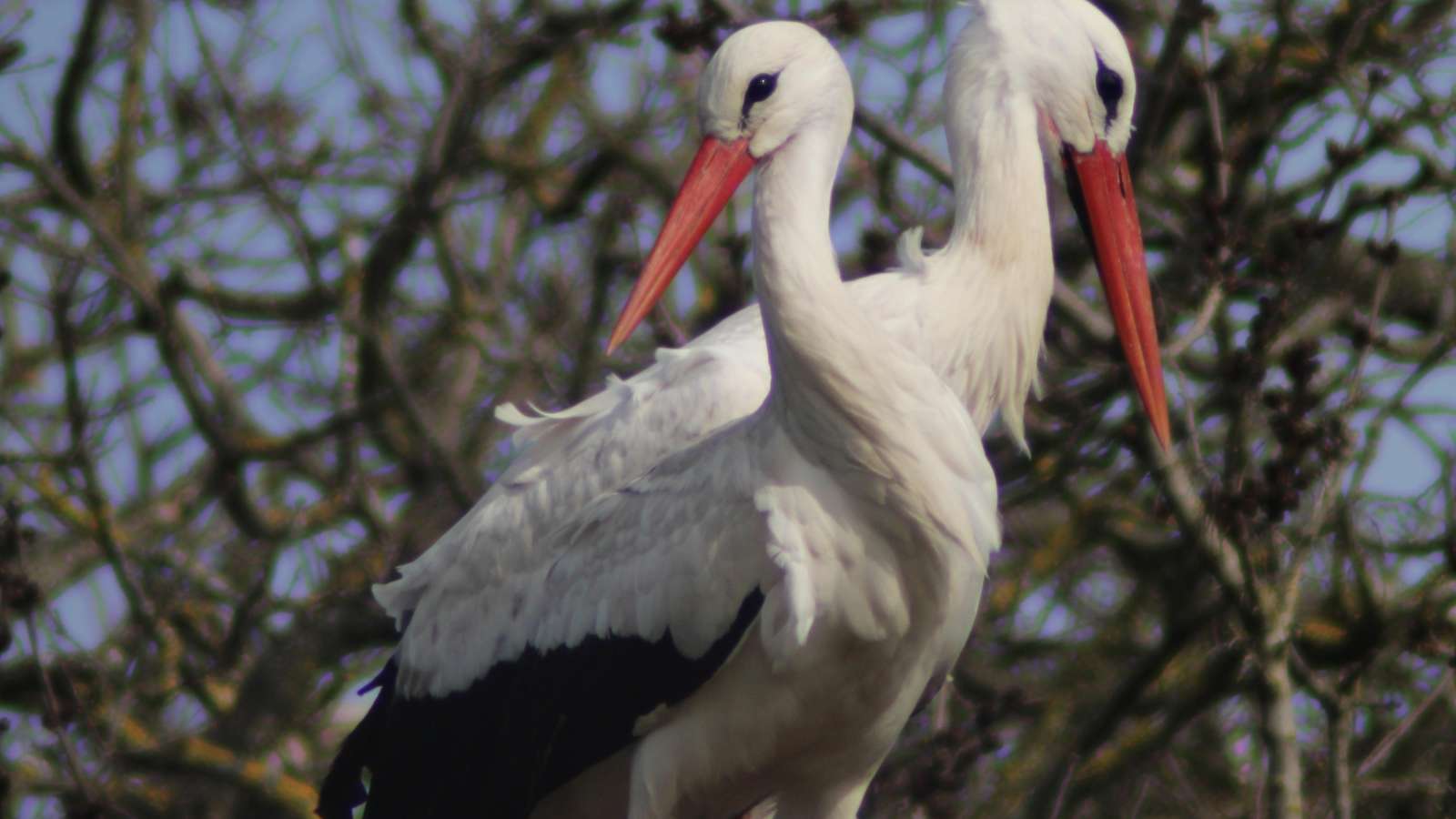 marais aux oiseaux cigognes en couple