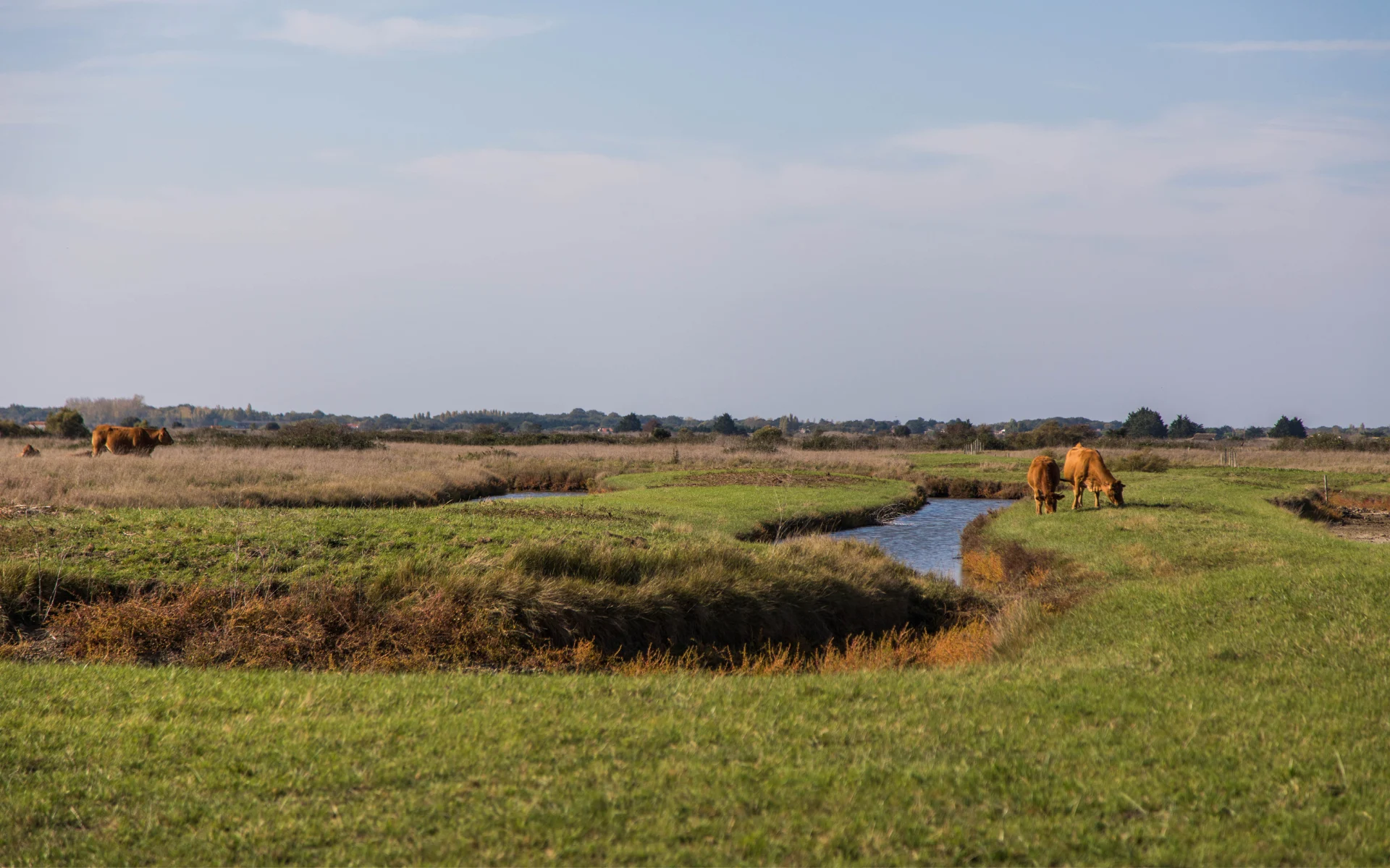 reserve naturelle de Moeze Oleron