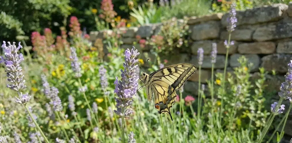 botanique -papillons vendee ile