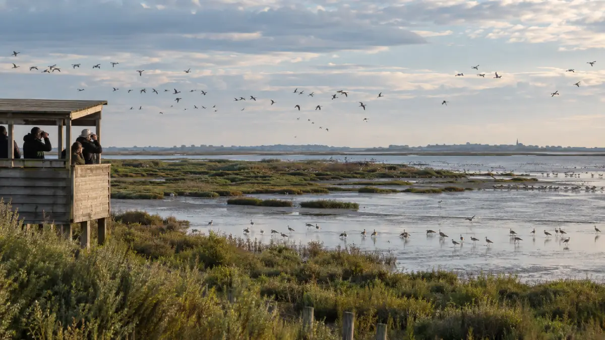 Ornithologues à l'observatoire de la baie de l'Aiguillon